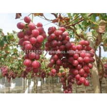 Fresh Egyptian Grapes ( Season 2016 )